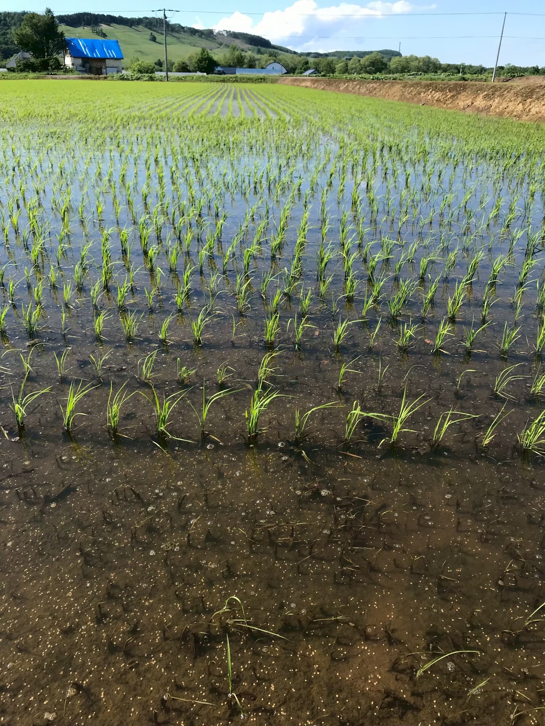 田植え